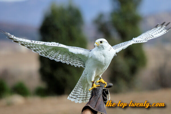 Gyrfalcon